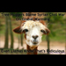 Syrian War Llama